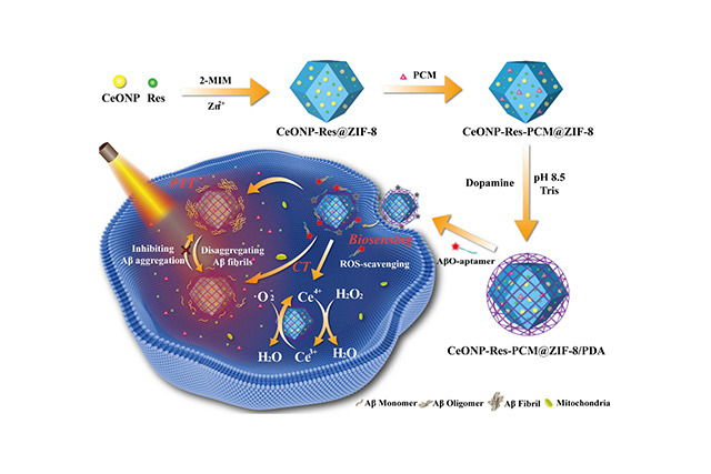 CeONP-Res-PCM@ZIF-8/PDA 的制备及其在 AβO 传感和治疗中的应用示意图